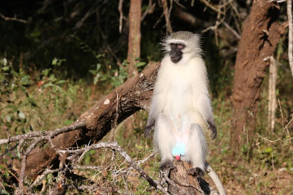 Gruene Mefelatze Vervet Monkey Cercopithecus Aethiops — стоковое фото