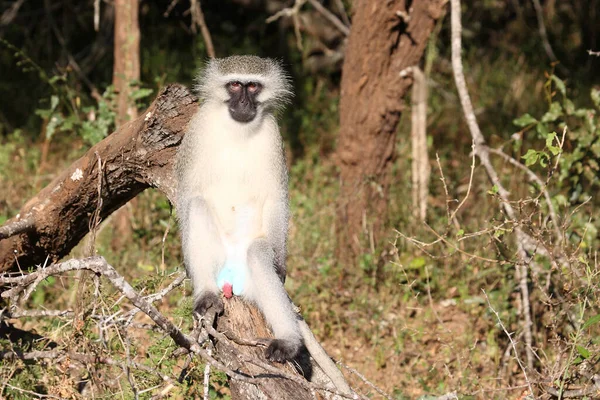 Gruene Meerkatze Vervet Monkey Cercopithecus Aethiops — Stock Photo, Image