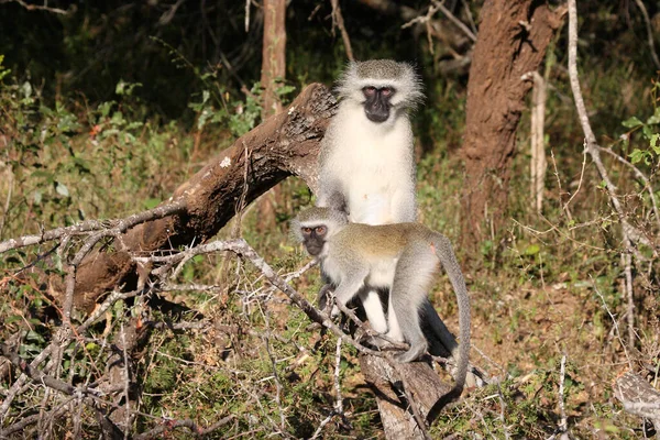 Gruene Mefelatze Vervet Monkey Cercopithecus Aethiops — стоковое фото