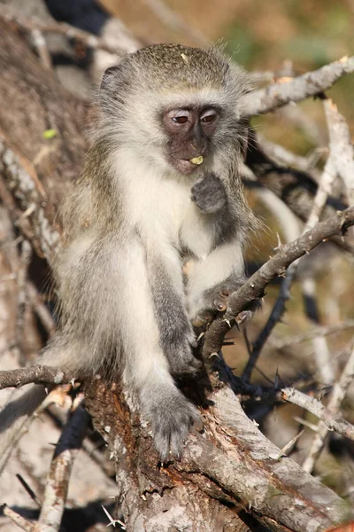 Gruene Meerkatze Vervet Monkey Cercopithecus Aethiops — Foto de Stock