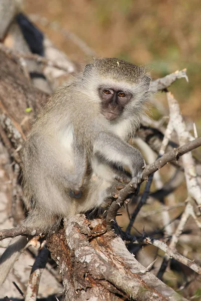 Gruene Meerkatze Vervet Monkey Cercopithecus Aethiops — 스톡 사진