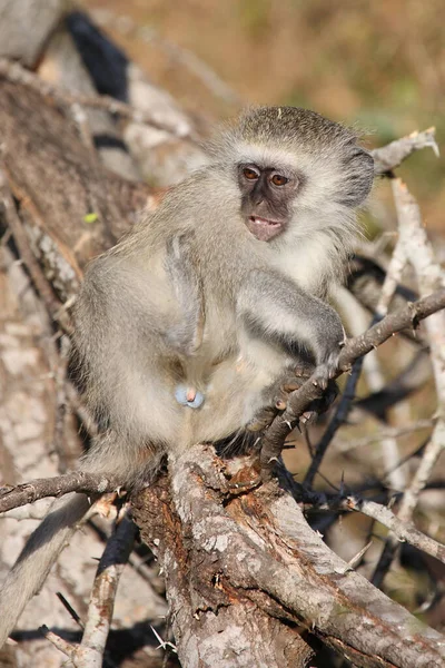 Gruene Mefelatze Vervet Monkey Cercopithecus Aethiops — стоковое фото