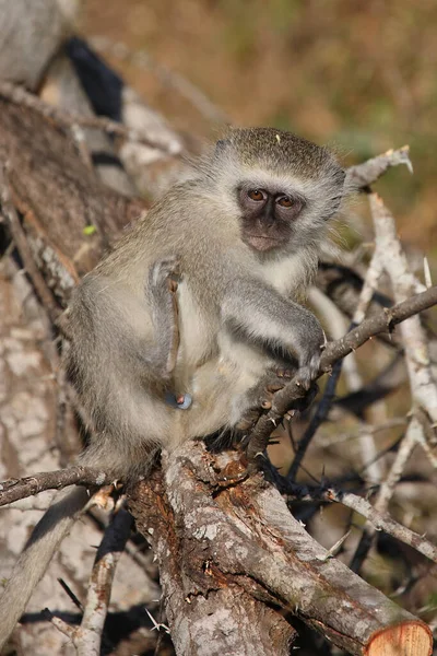 Gruene Mefelatze Vervet Monkey Cercopithecus Aethiops — стоковое фото