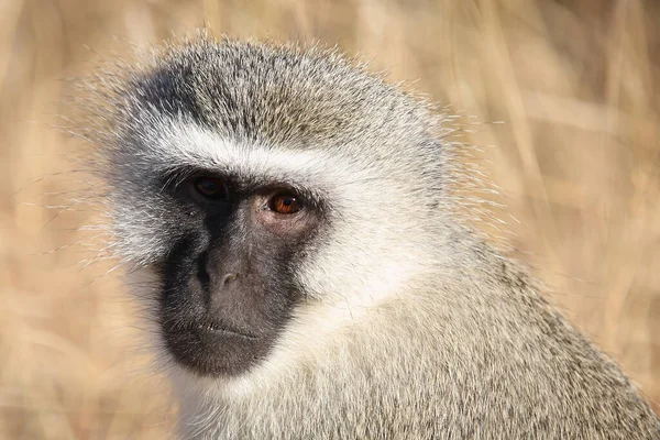 Gruene Meerkatze Vervet Monkey Cercopithecus Aethiops — Foto de Stock