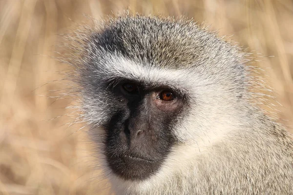 Gruene Meerkatze Vervet Monkey Cercopithecus Aethiops — 스톡 사진