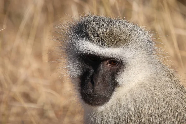 Gruene Meerkatze Vervet Monkey Cercopithecus Aethiops — 스톡 사진