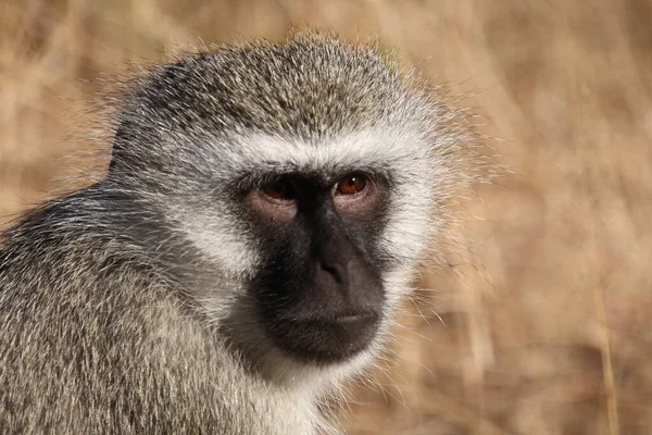 Gruene Meerkatze Singe Vervet Cercopithecus Aethiops — Photo