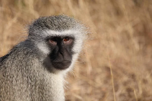 Gruene Mefelatze Vervet Monkey Cercopithecus Aethiops — стоковое фото