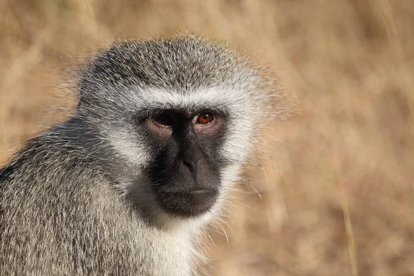 Gruene Meerkatze Singe Vervet Cercopithecus Aethiops — Photo