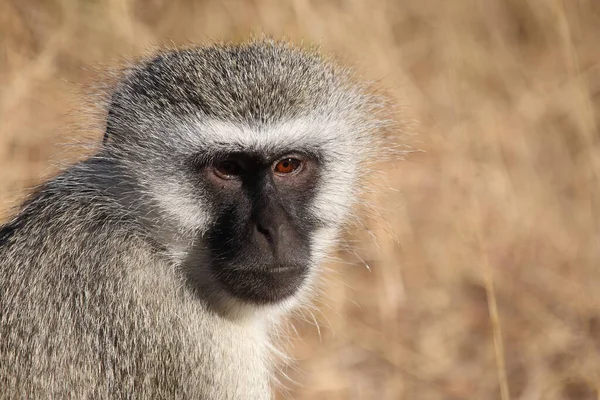 Gruene Meerkatze Vervet Monkey Cercopithecus Aethiops — 스톡 사진