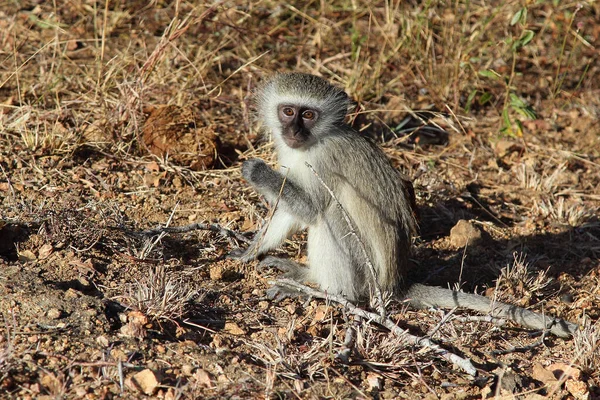 Gruene Meerkatze Vervet Monkey Cercopithecus Aethiops — Stockfoto