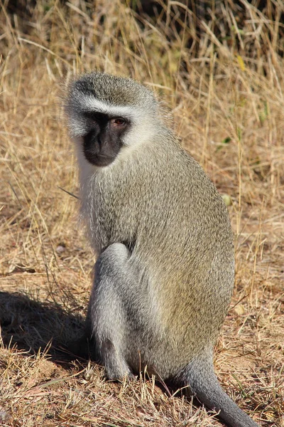 Gruene Mefelatze Vervet Monkey Cercopithecus Aethiops — стоковое фото