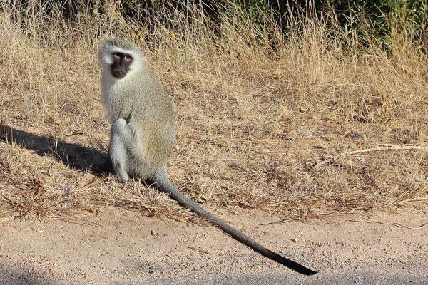 Gruene Mefelatze Vervet Monkey Cercopithecus Aethiops — стоковое фото