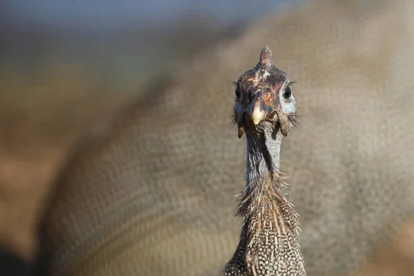 Helmperlhuhn Helmeted Guineafowl Numida Meleagris — Stock Photo, Image