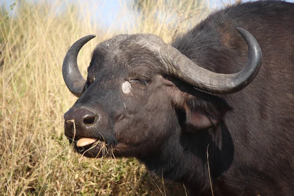 Kaffernbüffel Afrikanischer Büffel Syncerus Caffer — Stockfoto