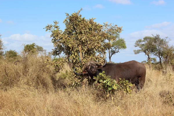 Kaffernbueffel African Buffalo Syncerus Caffer — 图库照片