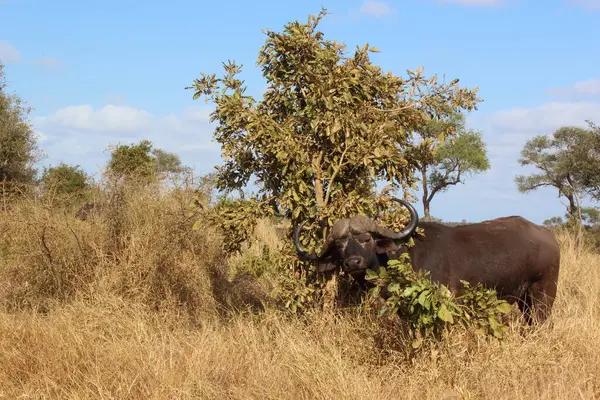 Kaffernbueffel Bawół Afrykański Syncerus Caffer — Zdjęcie stockowe