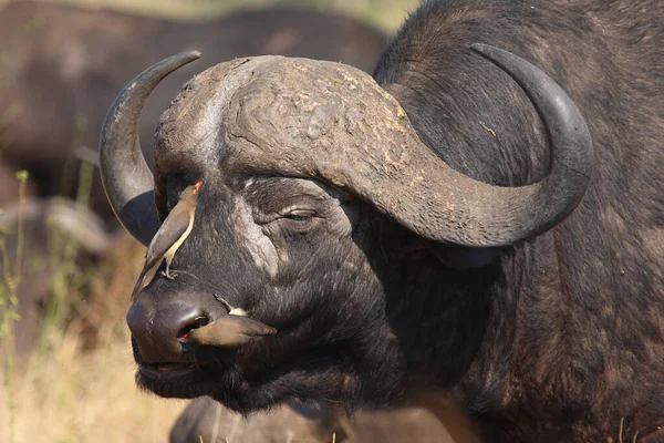 Kaffernbueffel Und Rotschnabel Madenhacker Búfalo Africano Pájaro Oxígeno Pico Rojo —  Fotos de Stock