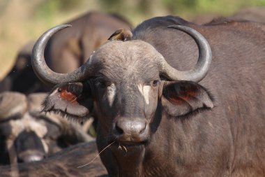 Kaffernbueffel und Rotschnabel-Madenhacker / Afrikalı bufalo / Red-bill oxpecker / Syncerus caffer et Buphagus erythrorhynchusuphagus erythrorhynchhagus
