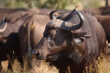 Kaffernbueffel und Rotschnabel-Madenhacker / Afrikalı bufalo / Red-bill oxpecker / Syncerus caffer et Buphagus erythrorhynchusuphagus erythrorhynchhagus