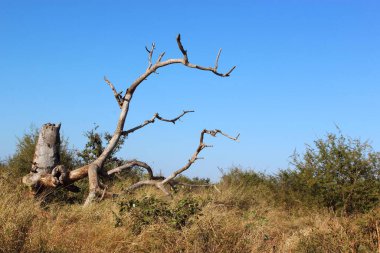 Krueger Park - Afrikanischer Busch - Baumstamm / Kruger Park - Afrika çalısı - Ağaç gövdesi /