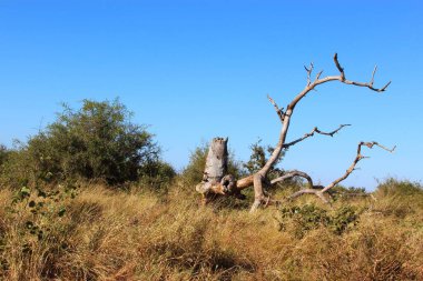 Krueger Park - Afrikanischer Busch - Baumstamm / Kruger Park - Afrika çalısı - Ağaç gövdesi /