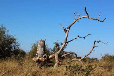 Krueger Park - Afrikanischer Busch - Baumstamm / Kruger Park - Afrika çalısı - Ağaç gövdesi /