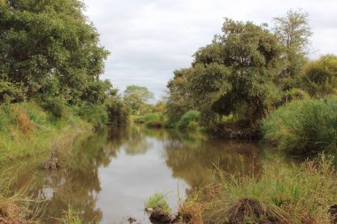 Krueger Parkı - Afrikanischer Busch - Fluss / Kruger Parkı - Afrika Çalı - Nehir /