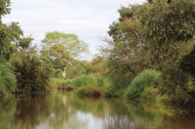 Krueger Parkı - Afrikanischer Busch - Fluss / Kruger Parkı - Afrika Çalı - Nehir /