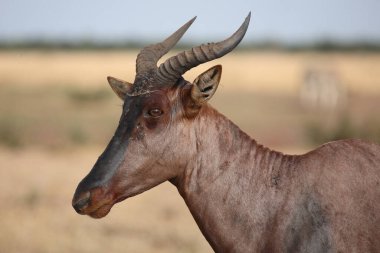 Leierantilope oder Halbmondantilope / Common tsessebe / Damaliscus lunatus