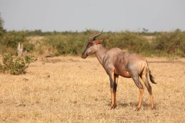Leierantilope oder Halbmondantilope / Common tsessebe / Damaliscus lunatus