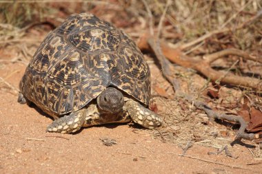 Leopar Çocuk Kroketi / Leopar Kaplumbağa / Geochelone Pardalis