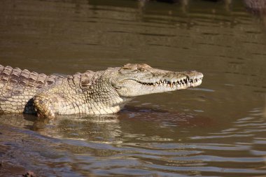 Nilkrokodil / Nile crocodile / Crocodylus niloticus