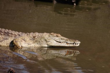 Nilkrokodil / Nile crocodile / Crocodylus niloticus
