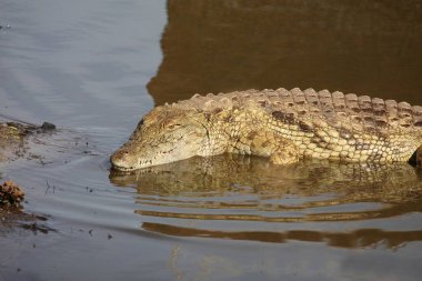 Nilkrokodil / Nile crocodile / Crocodylus niloticus