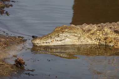 Nilkrokodil / Nile crocodile / Crocodylus niloticus
