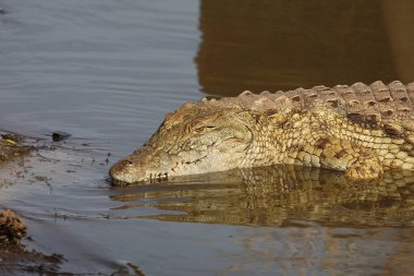 Nilkrokodil / Nile crocodile / Crocodylus niloticus