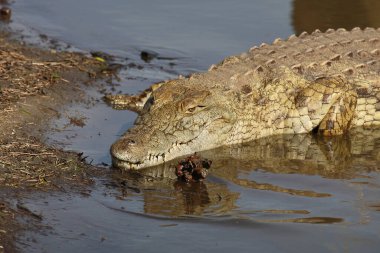 Nilkrokodil / Nile crocodile / Crocodylus niloticus