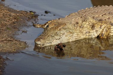 Nilkrokodil / Nile crocodile / Crocodylus niloticus