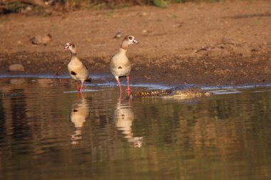 Nilkrokodil und Nilgans / Nile timsahı ve Mısır kazı / Crocodylus niloticus et Alopochen aegyptiacus