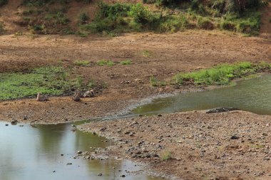 Nilkrokodil und Wasserbock / Nile timsahı ve Waterbuck / Crocodylus niloticus et Kobus ellipsiprymnus