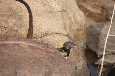 Nilwaran / Nile monitor / Varanus niloticus