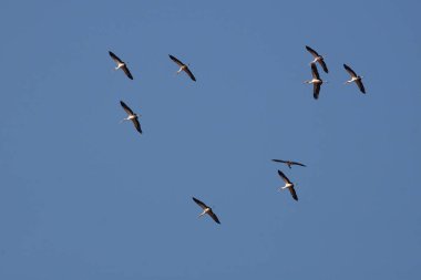 Nimmersatt / Sarı gagalı leylek / Mycteria ibi