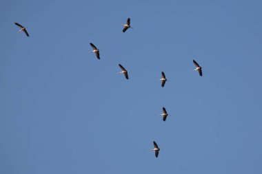 Nimmersatt / Sarı gagalı leylek / Mycteria ibi