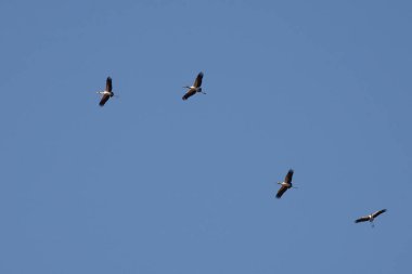 Nimmersatt / Sarı gagalı leylek / Mycteria ibi