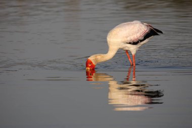 Nimmersatt / Yellow-billed stork / Mycteria ibis