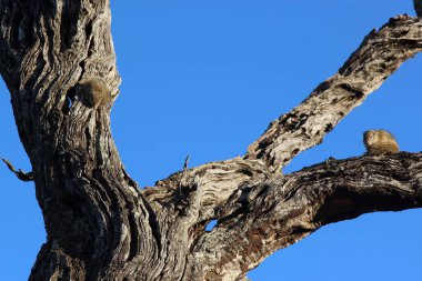 Ockerfussbuschhoernchen / Tree Squrel / Paraxerus cepapi