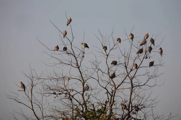 Kapturteltaube Cape Turtle Dove Streptopelia Capicola — Foto de Stock