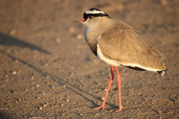 Kronenkiebitz Crowned Plover Crowned Lapwing Vanellus Coronatus — Stock Photo, Image