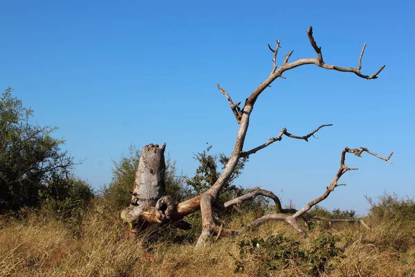 Krueger Park Afrikanischer Busch Baumstamm Kruger Park Krzew Afrykański Tree — Zdjęcie stockowe